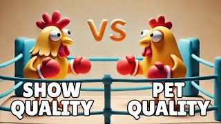 Show Quality VS Pet Quality Serama [upl. by Leanatan421]