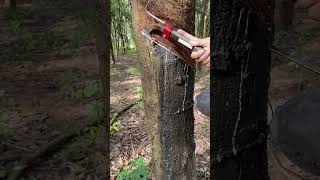 rubber tree tapping process😇rubberfarming satisfying rubberwood rubber rubberising woodworking [upl. by Omik]