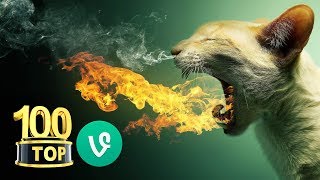 😂 Top 100 Grappige Katten Filmpjes en Videos katten grappig kattenfilmpjes [upl. by Standley]