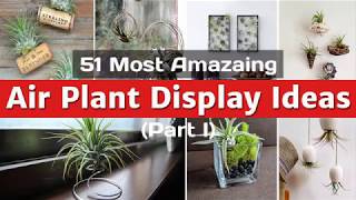 51 Most Amazing Air Plant Display Ideas part I [upl. by Emilio]