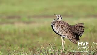 Black Bellied Bustard Calling  Champagne Bird [upl. by Karlotte]