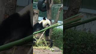 Clever giant panda eats bamboo panda giantpanda thebearwentoverthemountain [upl. by Ralfston]