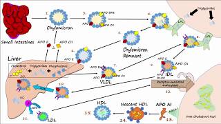 Lipid amp Lipoprotein Processing Part 3  Formation of LDL and HDL [upl. by Chadbourne]