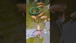 Ikanikan ini Kelaparan setelah di Guyur hujan deras africancichlids [upl. by Janetta]