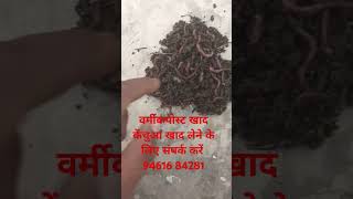 Vermicompost soil manurefarming organicagriculture agriculture organicfarming naturalfarming [upl. by Morez]