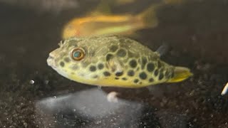 Congo River Spotted Puffer Fish Tetraodon Schoutedeni [upl. by Ettenom]