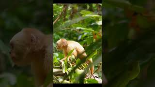 Capuchin Monkey [upl. by Nnyled902]