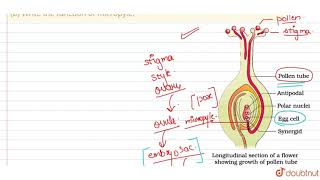 a Draw a diagram of Pistil showing pollen tube growth in angiosperm and label i Stigma [upl. by Amirak987]