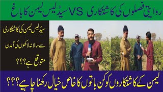 SEEDLESS LEMON 🍋 لیمن FARMING  HOW MUCH PROFITABLE  HOW TO EARN PROFITABLE INCOME [upl. by Elamor491]