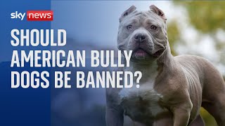 Dangerous Dogs Should American Bully dogs be banned [upl. by Anelem]