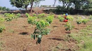 mahogany plantation  Tamil  Vaathiyar nurseryVillupuram Maamallan MSc AGRI [upl. by Mathia415]