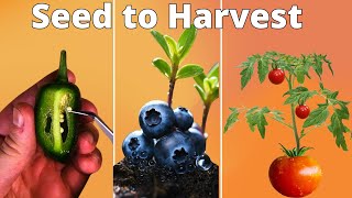 Growing Plants Seed to Harvest 4K Time Lapse Compilation 3 Years [upl. by Ahsikam]