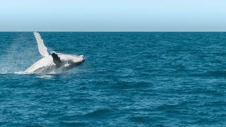 WHALE WATCHING in Hervey Bay Australia [upl. by Auvil]