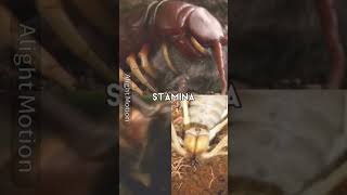 scolopendra gigantea amazon giant centipede vs asian giant hornet and camel spiderbattleedit [upl. by Auqinet]