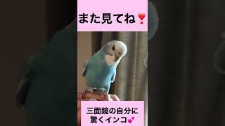 三面鏡に驚くインコ 一打ク楽ブ セキセイインコ [upl. by Auoz108]