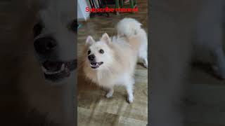 japanese spitz dog barking dog pets barking [upl. by Lleoj]