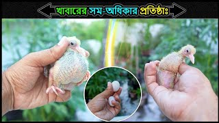 কবুতরের জন্য প্লাস্টিক এর নকল ডিম ব্যবহারের কারন 🔥Jactok পাখি ভাইয়া [upl. by Sungam890]