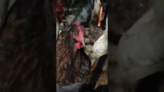 Hens surprised by treat after I took too long [upl. by Siegel]