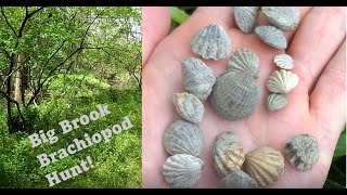 Hunting for Fossil Brachiopods at Big Brook NJ  Finding a RARE species [upl. by Ahsinna]