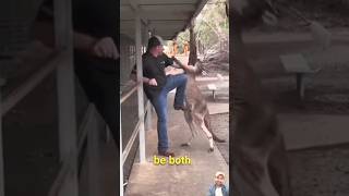 Kangaroo Attacks Terrifying Encounters Caught on Camera fighting trendingshorts trending shorts [upl. by Wills]