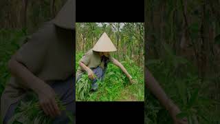 Harvesting Water Spinach in the Garden cooking food congthucnauan vegetables [upl. by Nickie]