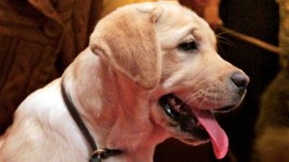 Labrador retriever The most popular dog breed of 2017 [upl. by Creigh]