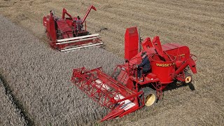 Harvesting wheat with 4x vintage 1940s Massey Harris 21 combines  The British Harvest Brigade [upl. by Corinne]