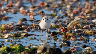 The Piping Plover Prance [upl. by Leasi177]