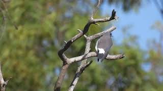 Whitebreasted Woodswallow Hervey Bay Qld [upl. by Nonnahsed220]