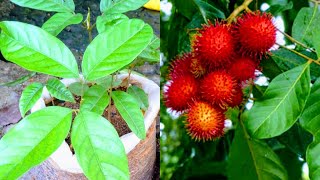 How to Grow Rambutan Tree from Seed  Rambutan Tree growing  Beautiful Rambutan fruit grow in home [upl. by Yknarf]