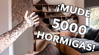 Mudé más de 5000 hormigas Monomorium Minimum [upl. by Rehttam]