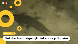 Voor het eerst een krokodil gespot voor de kust van Bonaire [upl. by Ynnep]