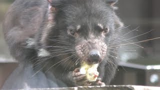 タスマニアデビルの食事風景 多摩動物公園 2017年9月23日 [upl. by Stoddard]