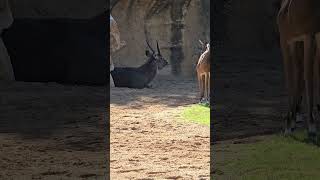 Familia de Antilopes Acuaticos del Bioparc Valencia shorts zoo [upl. by Dorise]