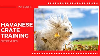 Havanese Dog Crate TrainingEffective Tips [upl. by Irrehs653]