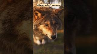 भेड़िया को क्यों नहीं पाला जाता  Wolf Dog wolf shorts youtubeshorts [upl. by Caves]