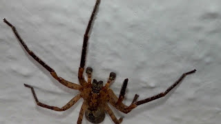 Araña lobo Hogna radiata  pedipalpos [upl. by Rocker]