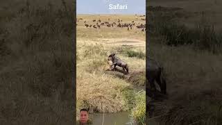 safari in Tanzania [upl. by Nnep]