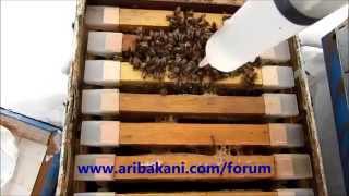 Varroa mücadelesi eğitim videosu [upl. by Cherye193]