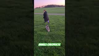 Animals Chiropractic 💚💚asmr dogshorts animals help foryou türkiye chiropractic [upl. by Trout]