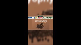 What’s in Your Cannabis  Caryophyllene [upl. by Htiduj]