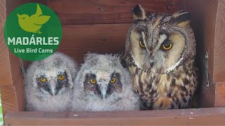 Longeared Owl breeding in 2022 at Tiszavasvári Hungary [upl. by Rusel266]