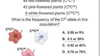 ch 20 calculating allele freq part 2 [upl. by Pik92]