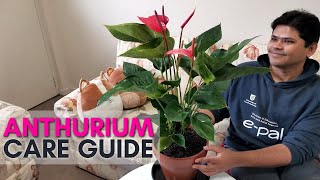 Anthurium Plant Care Tips  Best tips for Long Lasting Flowers [upl. by Sesiom769]