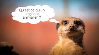 Comment devenir soigneur animalier [upl. by Levison]