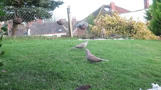 2 cute doves and a cheeky blackbird munching on food 22 Nov 2024 shropshire birds Cold winter day [upl. by Eanil320]