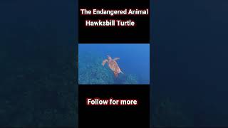 Hawksbill Turtle Endangered Species [upl. by Gleda]