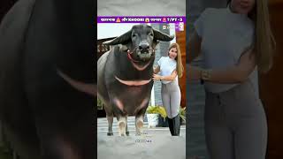 खतरनाक ⚠️ और KHOONI😱जानवर🚨Dangerousshortsyoutubeshortsviralfunnyanimalsindiafactsnewreels [upl. by Eisso]