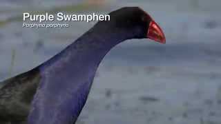 53 Purple Swamphen [upl. by Bern781]