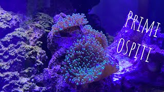 FINE MATURAZIONE E PRIMI INSERIMENTI il mio nano reef ep 2 [upl. by Xenia304]